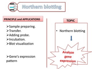 PRINCIPLE and APPLICATIONS TOPIC
• Northern blotting
Sample preparing.
Transfer.
Adding probe.
Incubation.
Blot visualization
Gene's expression
pattern
 