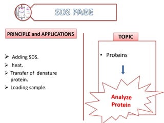 PRINCIPLE and APPLICATIONS
TOPIC
• Proteins Adding SDS.
 heat.
 Transfer of denature
protein.
 Loading sample.
 