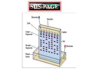 SDS-PAGE
 