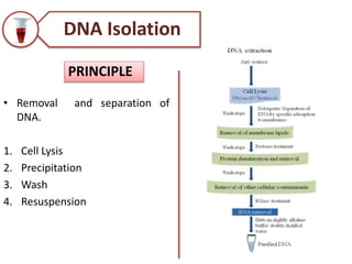 PRINCIPLE
DNA Isolation
• Removal and separation of
DNA.
1. Cell Lysis
2. Precipitation
3. Wash
4. Resuspension
 