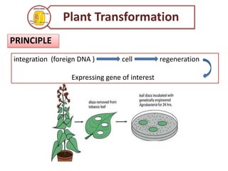 PRINCIPLE
Plant Transformation
integration (foreign DNA ) cell regeneration
Expressing gene of interest
 