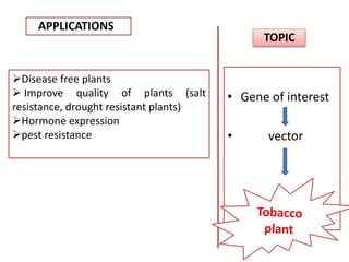 APPLICATIONS
TOPIC
• Gene of interest
• vector
Disease free plants
 Improve quality of plants (salt
resistance, drought resistant plants)
Hormone expression
pest resistance
 