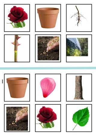 Plants bingo