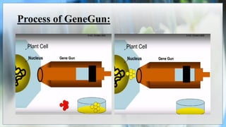 Process of GeneGun:
 