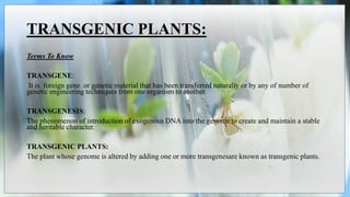 TRANSGENIC PLANTS:
Terms To Know
TRANSGENE:
It is foreign gene or genetic material that has been transferred naturally or by any of number of
genetic engineering techniques from one organism to another.
TRANSGENESIS:
The phenomenon of introduction of exogenous DNA into the genome to create and maintain a stable
and heritable character.
TRANSGENIC PLANTS:
The plant whose genome is altered by adding one or more transgenesare known as transgenic plants.
 