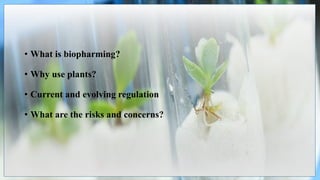 • What is biopharming?
• Why use plants?
• Current and evolving regulation
• What are the risks and concerns?
 