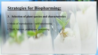 Strategies for Biopharming:
3. Selection of plant species and characteristics
• Mode of reproduction – self/outcrossing
• Yield, harvest, production, processing
 