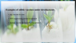 Examples of edible vaccines under development:
• pig vaccine in corn
• HIV-suppressing protein in spinach
• human vaccine for hepatitis B in potato
 