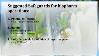 Suggested Safeguards for biopharm
operations:
1. Physical differences
• e.g. “purple” maize, GFP
2. Sterility
• male sterile plants
• terminator technology
3. Easily detectable by addition of ‘reporter genes’
• e.g. PCR markers
 