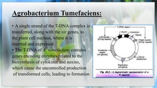 Agrobacterium Tumefaciens:
• A single strand of the T-DNA complex is
transferred, along with the vir genes, to
the plant cell nucleus, where it is
inserted and expressed.
• The T-DNA of A. tumefaciens contains
genes encoding enzymes related to the
biosynthesis of cytokinin and auxins,
which cause the uncontrolled production
of transformed cells, leading to formation
 