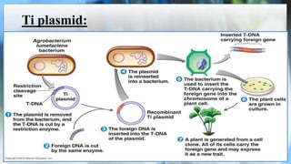 Ti plasmid:
 