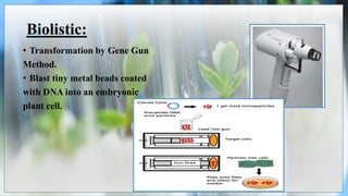 Biolistic:
• Transformation by Gene Gun
Method.
• Blast tiny metal beads coated
with DNA into an embryonic
plant cell.
 