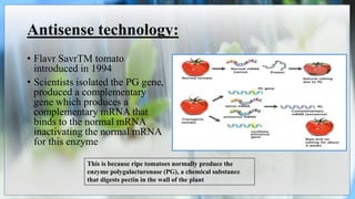 Antisense technology:
• Flavr SavrTM tomato
introduced in 1994
• Scientists isolated the PG gene,
produced a complementary
gene which produces a
complementary mRNA that
binds to the normal mRNA
inactivating the normal mRNA
for this enzyme
This is because ripe tomatoes normally produce the
enzyme polygalacturonase (PG), a chemical substance
that digests pectin in the wall of the plant
 