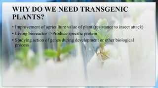 WHY DO WE NEED TRANSGENIC
PLANTS?
• Improvement of agriculture value of plant (resistance to insect attack)
• Living bioreactor ->Produce specific protein
• Studying action of genes during development or other biological
process
 