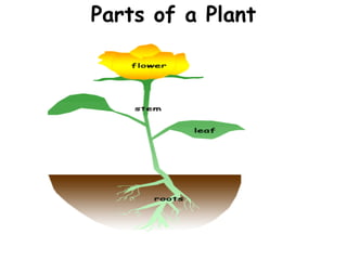 Parts of a Plant 