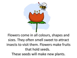 Flowers come in all colours, shapes and sizes. They often smell sweet to attract insects to visit them.  Flowers make fruits that hold seeds.  These seeds will make new plants. 