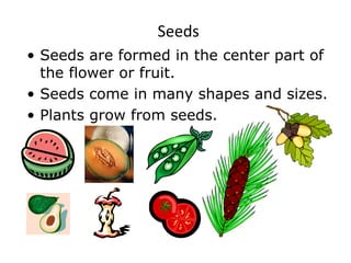 Seeds Seeds are formed in the center part of the flower or fruit. Seeds come in many shapes and sizes. Plants grow from seeds. 