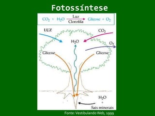 Processo mais importante da terra por liberar oxigênio e consumir gás carbônico;