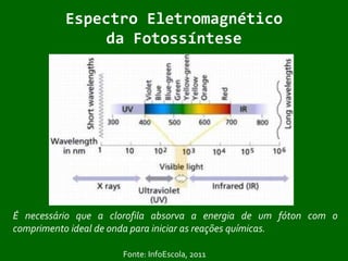 Energia luminosa absorvida pela clorofila origina o transporte de elétrons, o qual por sua vez gera energia química, esta acumulada nas moléculas de ATP e NADPH – poder assimilatório ou poder redutor.FotossínteseFonte: Vestibulando Web, 1999