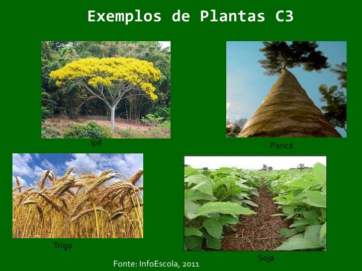 Plants c3 02