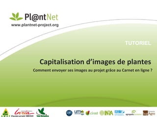 Capitalisation d’images de plantes Equipe-projet IMEDIA www.plantnet-project.org   Comment envoyer ses images au projet grâce au Carnet en ligne ? TUTORIEL 