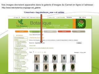 http://www.tela-botanica.org/page:cel_galerie  Vos images devraient apparaitre dans la galerie d’images du Carnet en ligne à l’adresse :  1.Inscrivez « tag:plantscan_new » et validez 