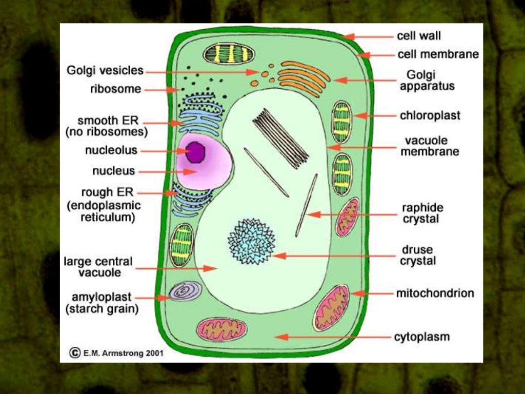 research paper on plant cells