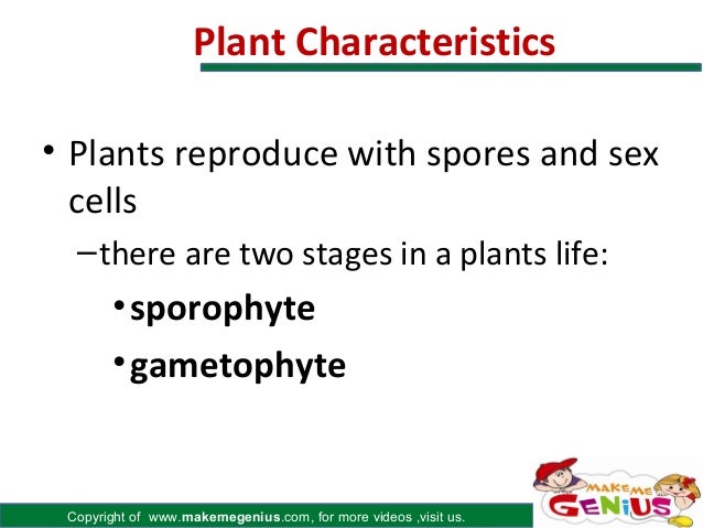 Plants characteristics of plants