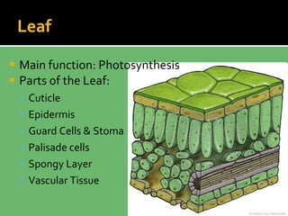 Plant Science part 1 | PPT
