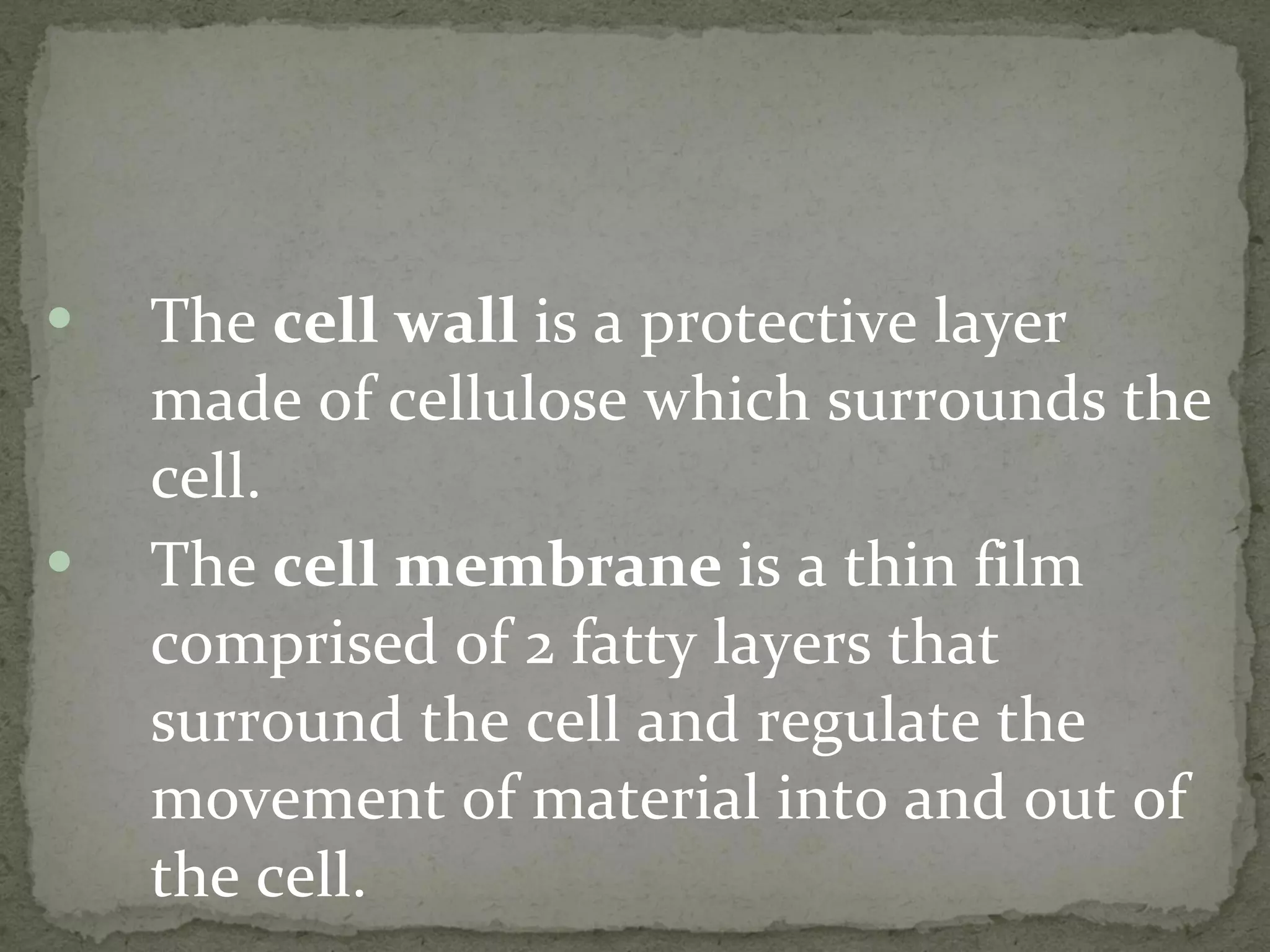 The  cell wall  is a protective layer made of cellulose which surrounds the cell.  The  cell membrane  is a thin film comprised of 2 fatty layers that surround the cell and regulate the movement of material into and out of the cell. 