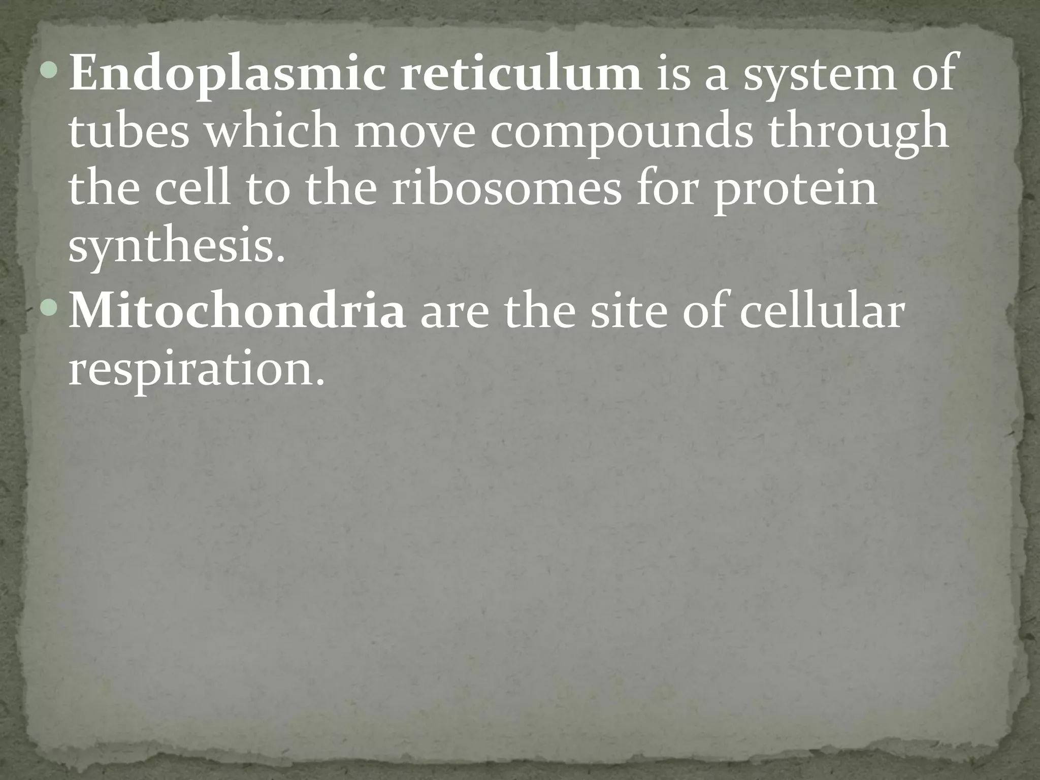 Endoplasmic reticulum  is a system of tubes which move compounds through the cell to the ribosomes for protein synthesis. Mitochondria  are the site of cellular respiration. 