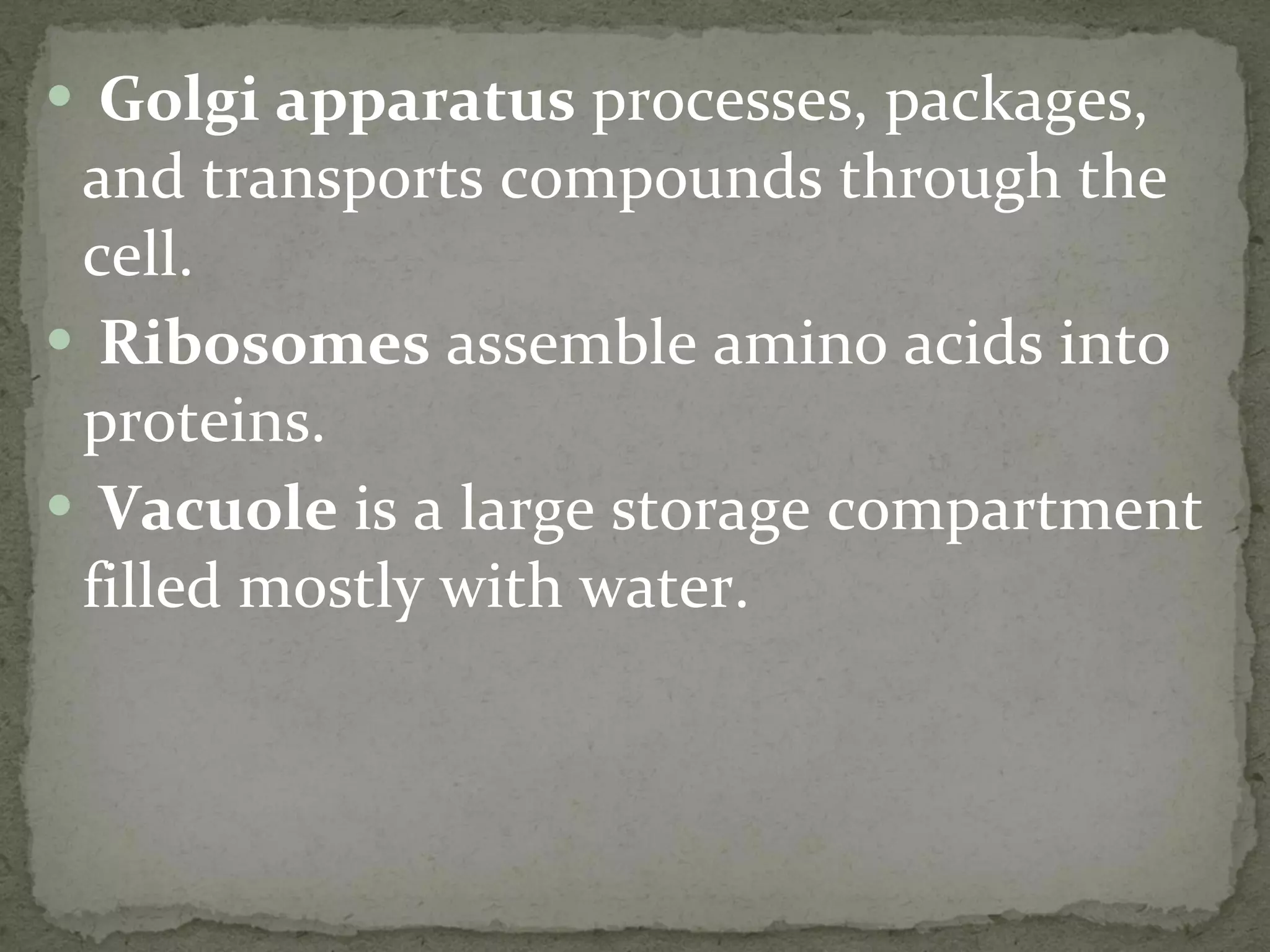 Golgi apparatus  processes, packages, and transports compounds through the cell. Ribosomes  assemble amino acids into proteins. Vacuole  is a large storage compartment filled mostly with water. 