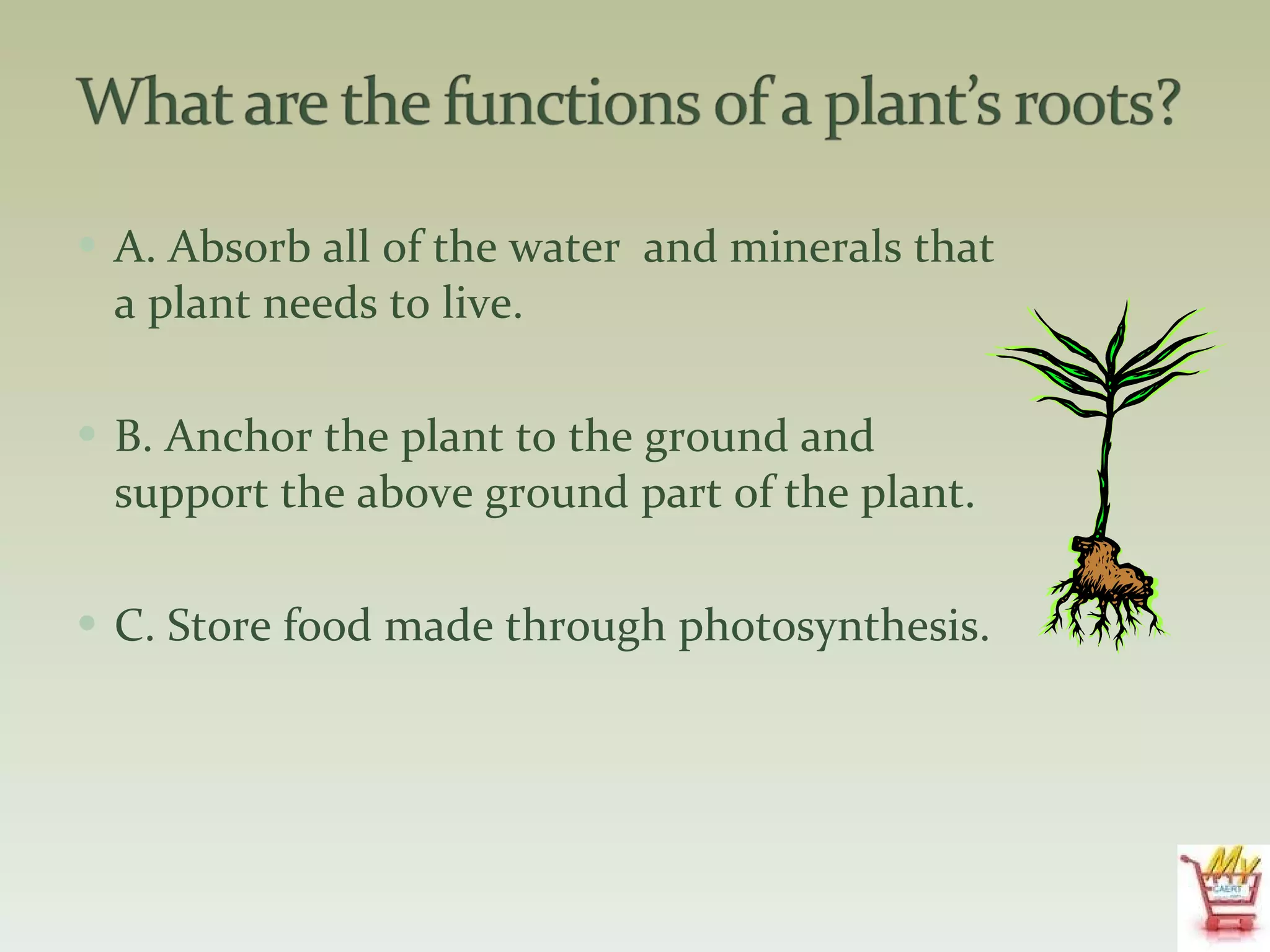A. Absorb all of the water  and minerals that a plant needs to live. B. Anchor the plant to the ground and support the above ground part of the plant.  C. Store food made through photosynthesis. 
