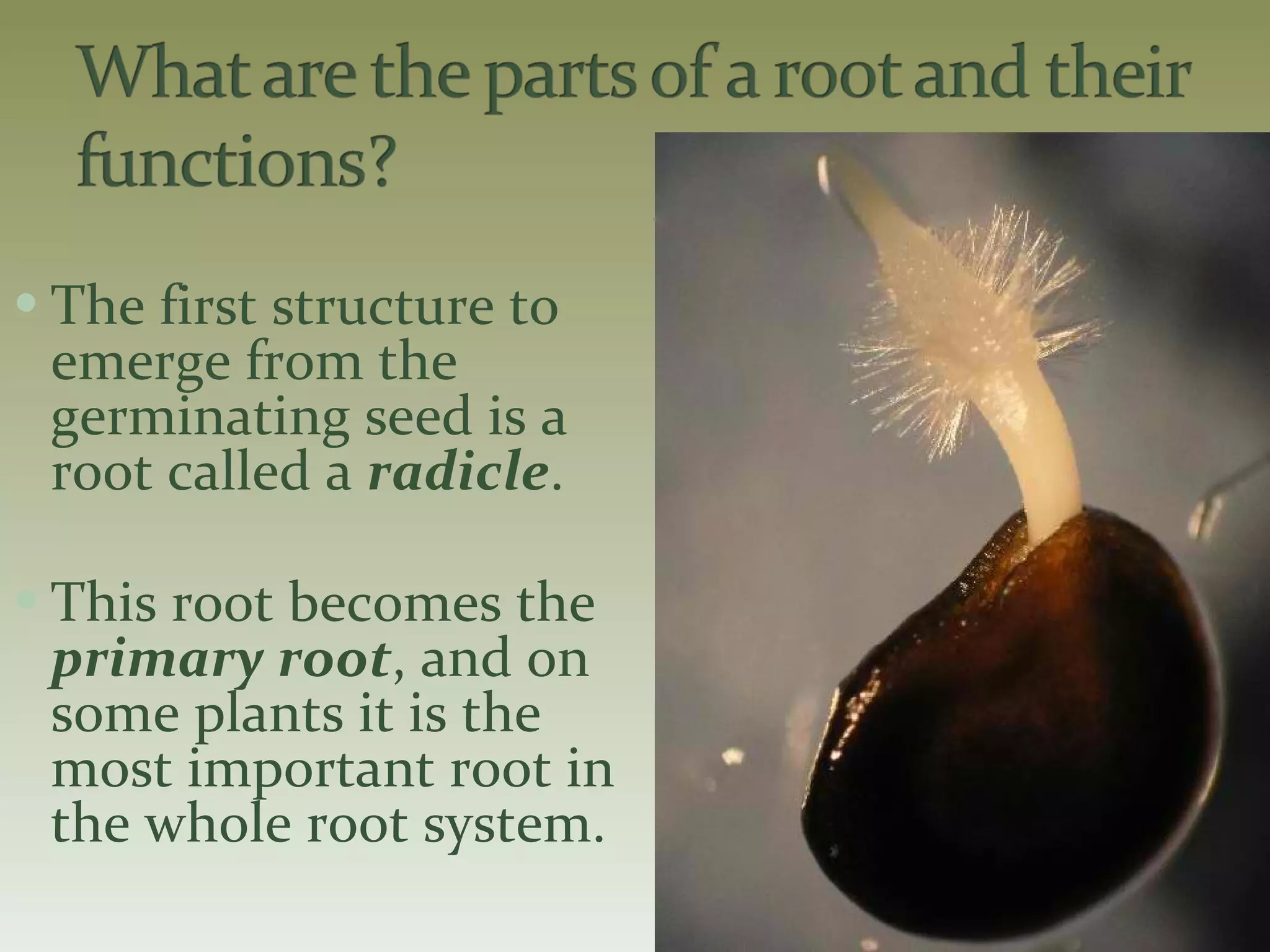 The first structure to emerge from the germinating seed is a root called a  radicle . This root becomes the  primary root , and on some plants it is the most important root in the whole root system. 