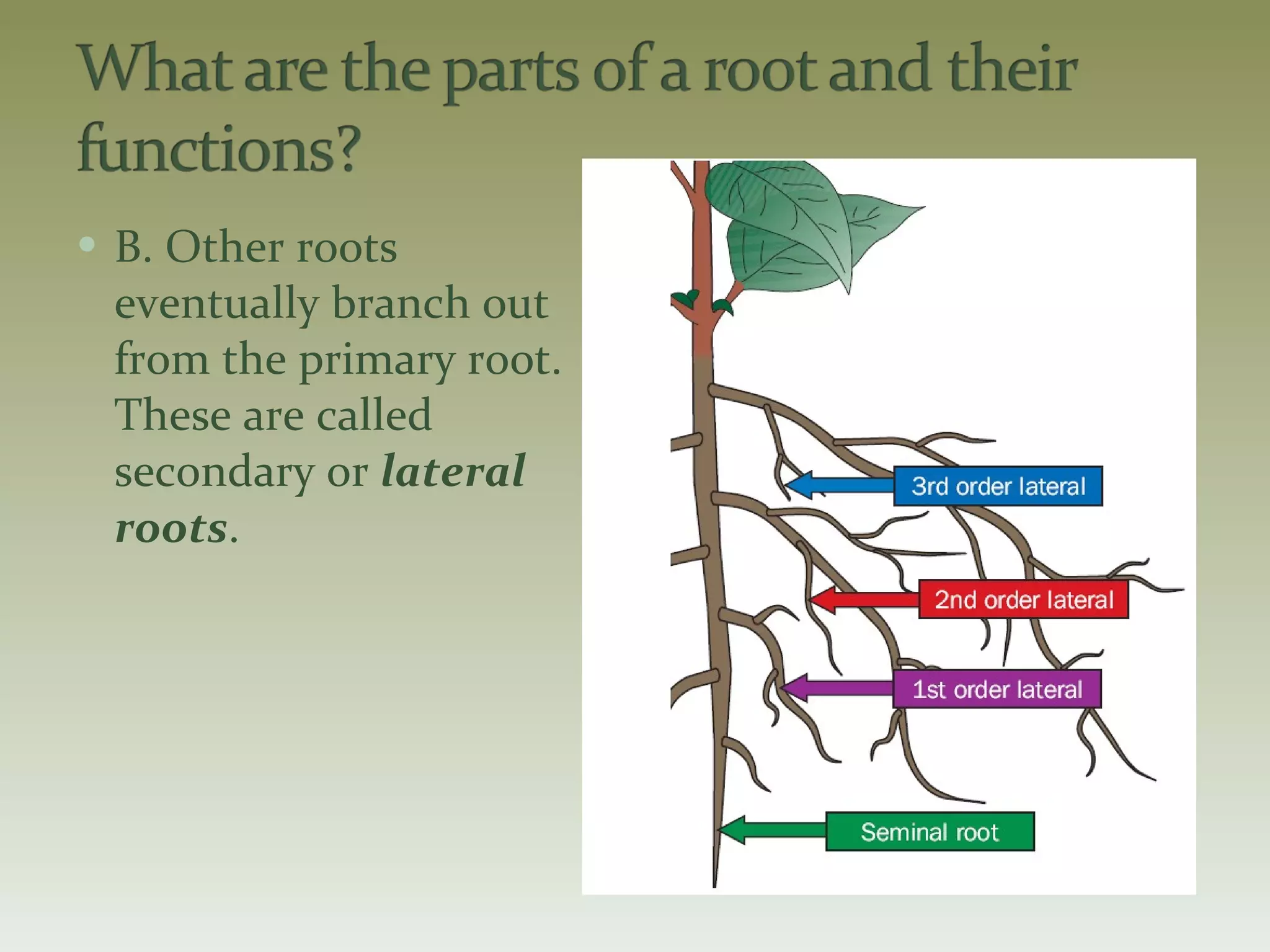 B. Other roots eventually branch out from the primary root. These are called secondary or  lateral roots . 