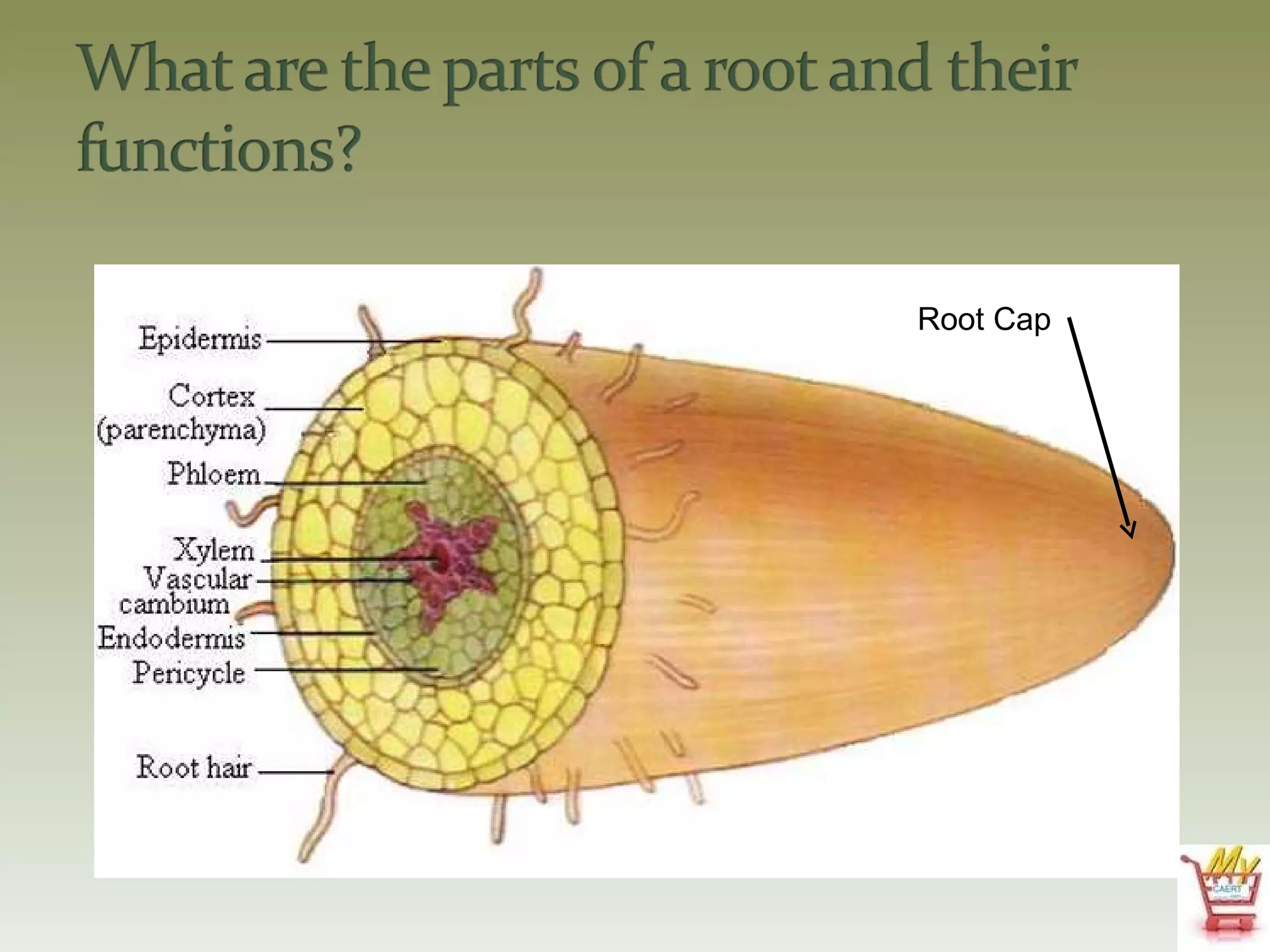 Root Cap 