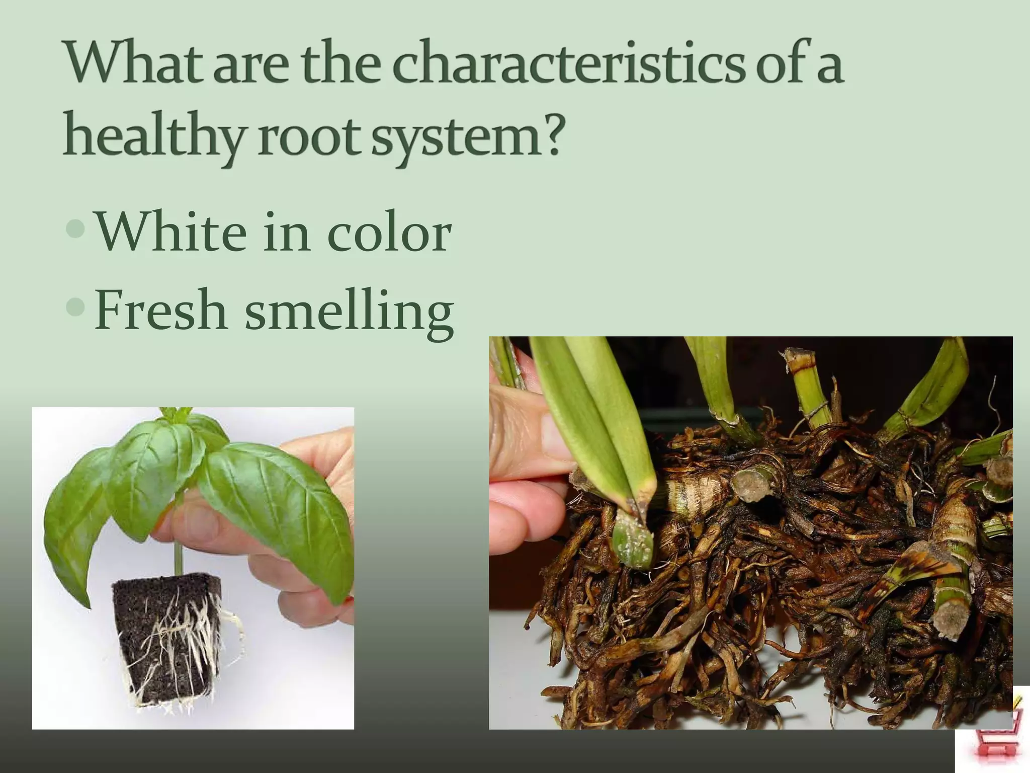 White in color Fresh smelling 