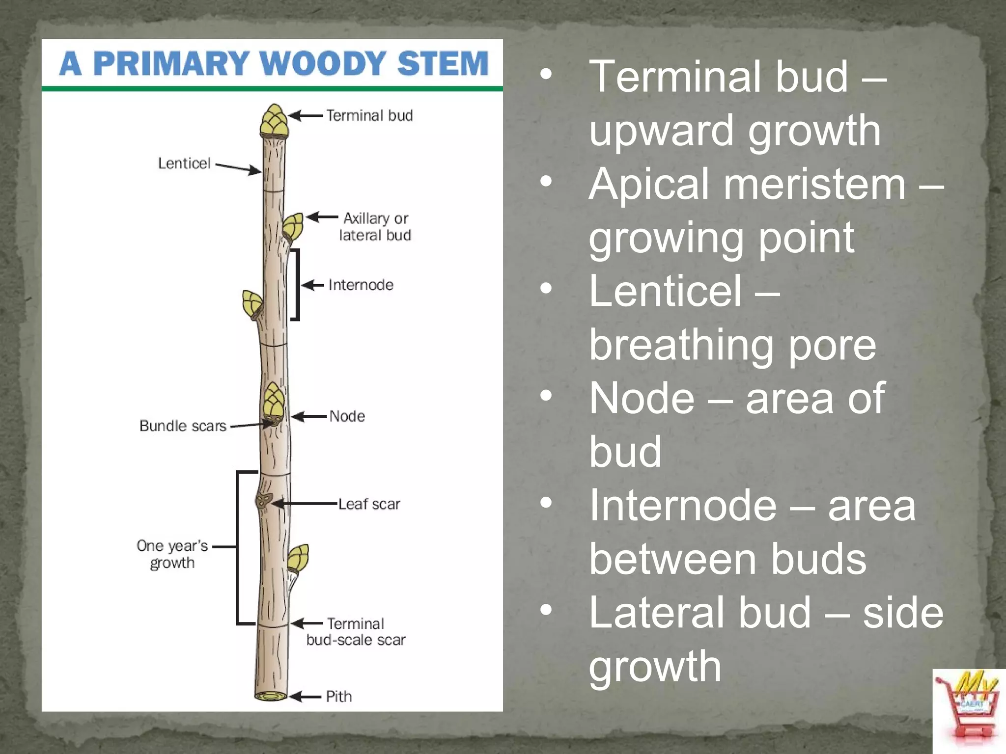 Terminal bud – upward growth Apical meristem – growing point Lenticel – breathing pore Node – area of bud Internode – area between buds Lateral bud – side growth 