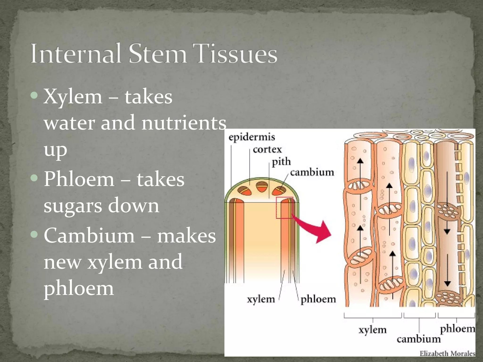 Xylem – takes water and nutrients up Phloem – takes sugars down Cambium – makes new xylem and phloem 