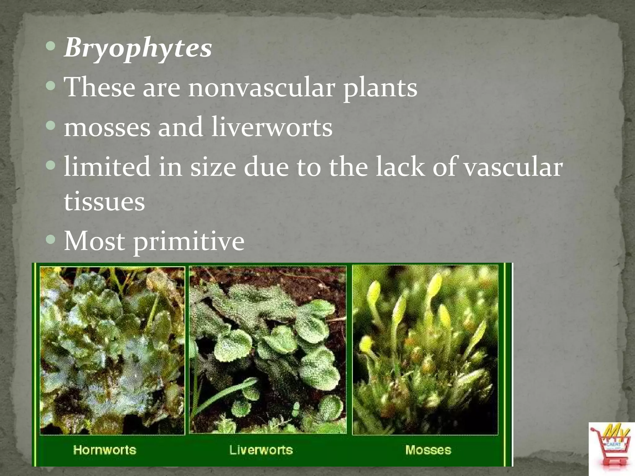 Bryophytes  These are nonvascular plants mosses and liverworts limited in size due to the lack of vascular tissues Most primitive 