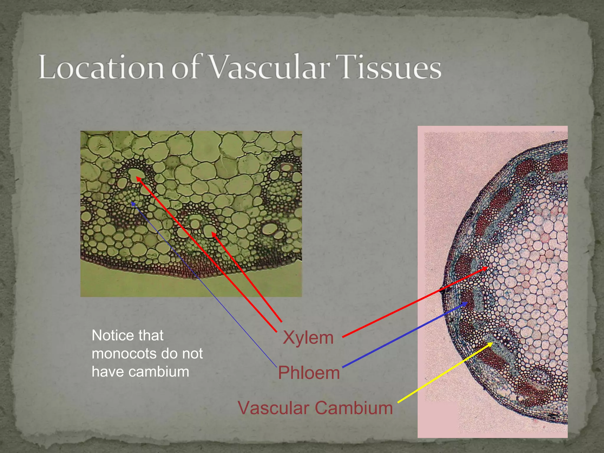 Xylem Phloem Vascular Cambium Notice that monocots do not have cambium 