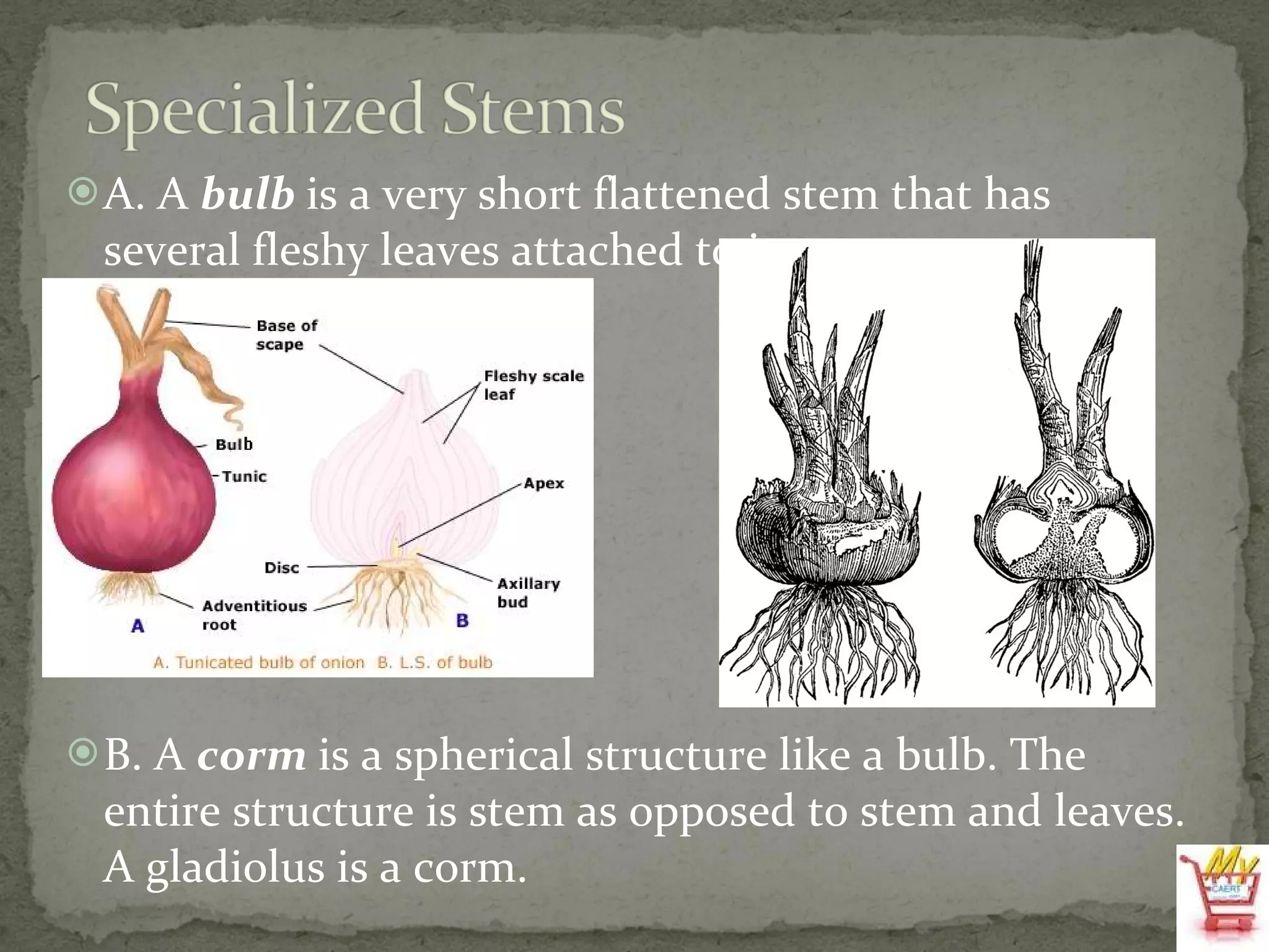 A. A  bulb  is a very short flattened stem that has several fleshy leaves attached to it.  B. A  corm  is a spherical structure like a bulb. The entire structure is stem as opposed to stem and leaves. A gladiolus is a corm. 