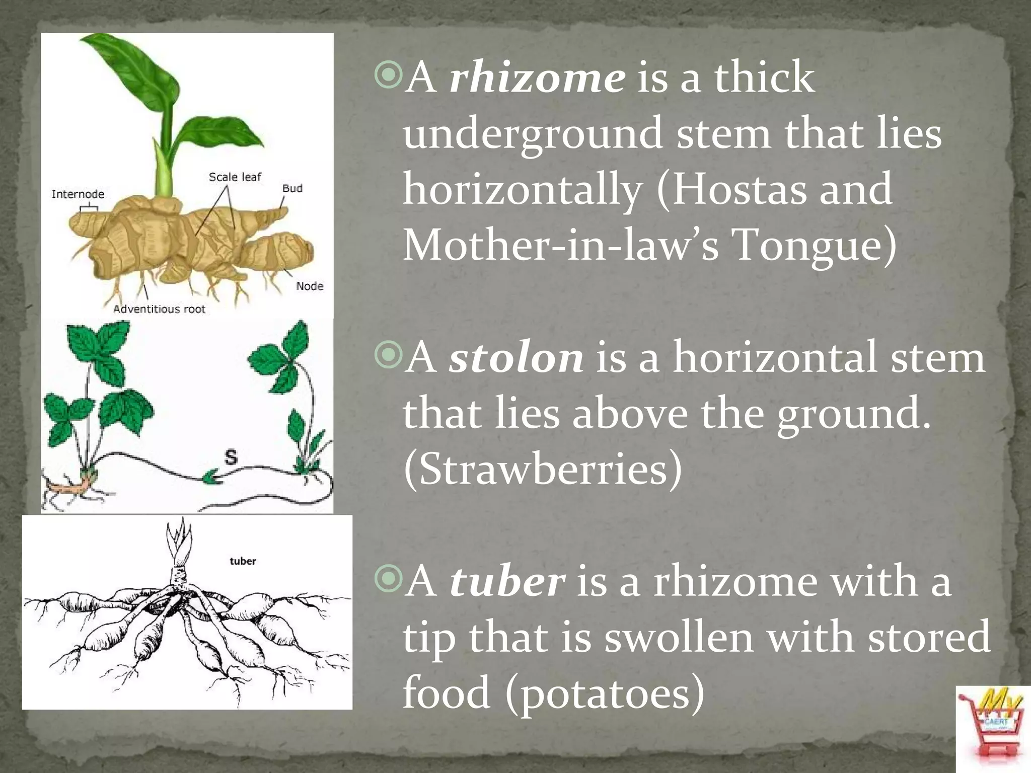 A  rhizome  is a thick underground stem that lies horizontally (Hostas and Mother-in-law’s Tongue) A  stolon  is a horizontal stem that lies above the ground. (Strawberries) A  tuber  is a rhizome with a tip that is swollen with stored food (potatoes) 