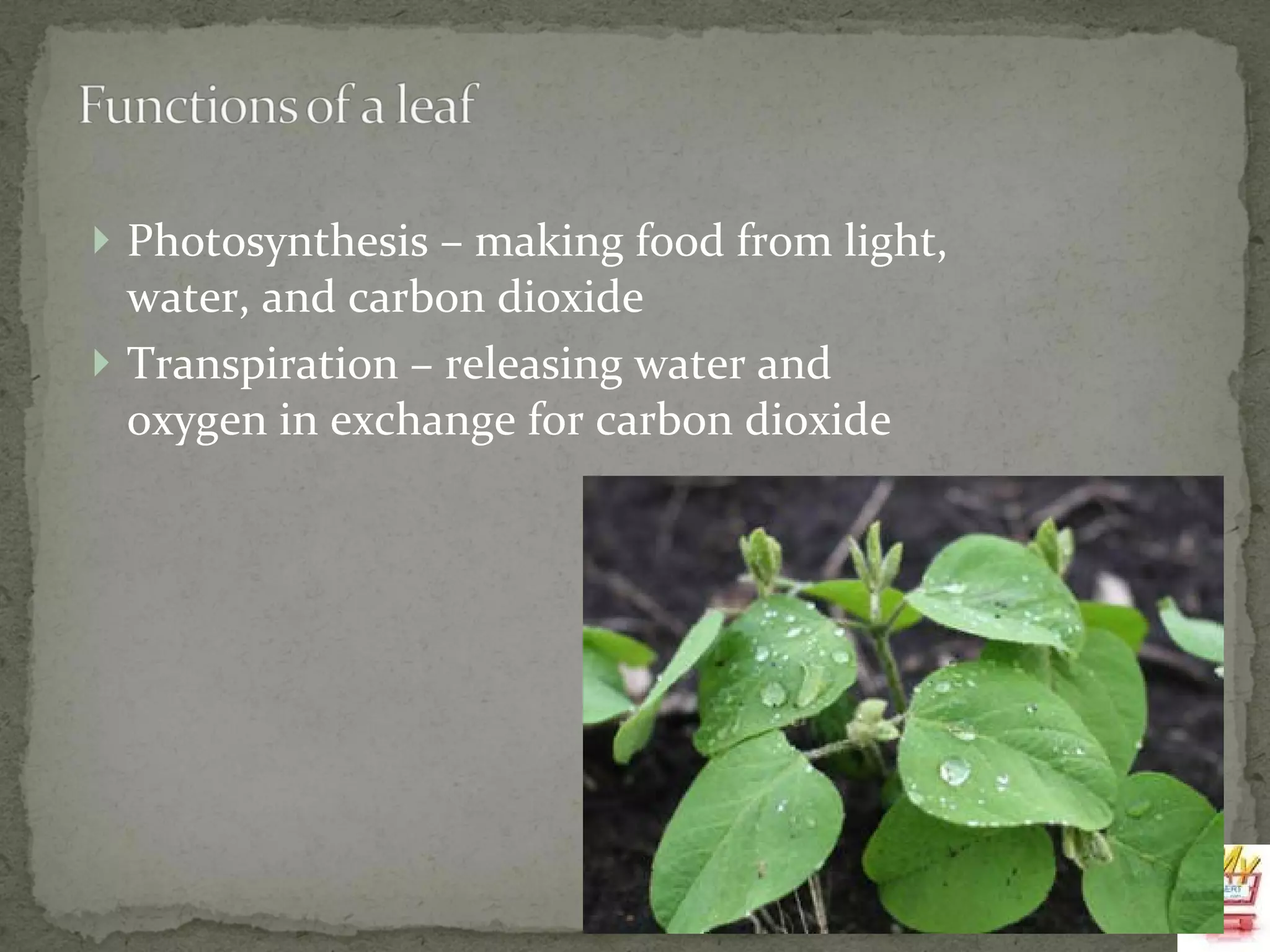 Photosynthesis – making food from light, water, and carbon dioxide Transpiration – releasing water and oxygen in exchange for carbon dioxide 