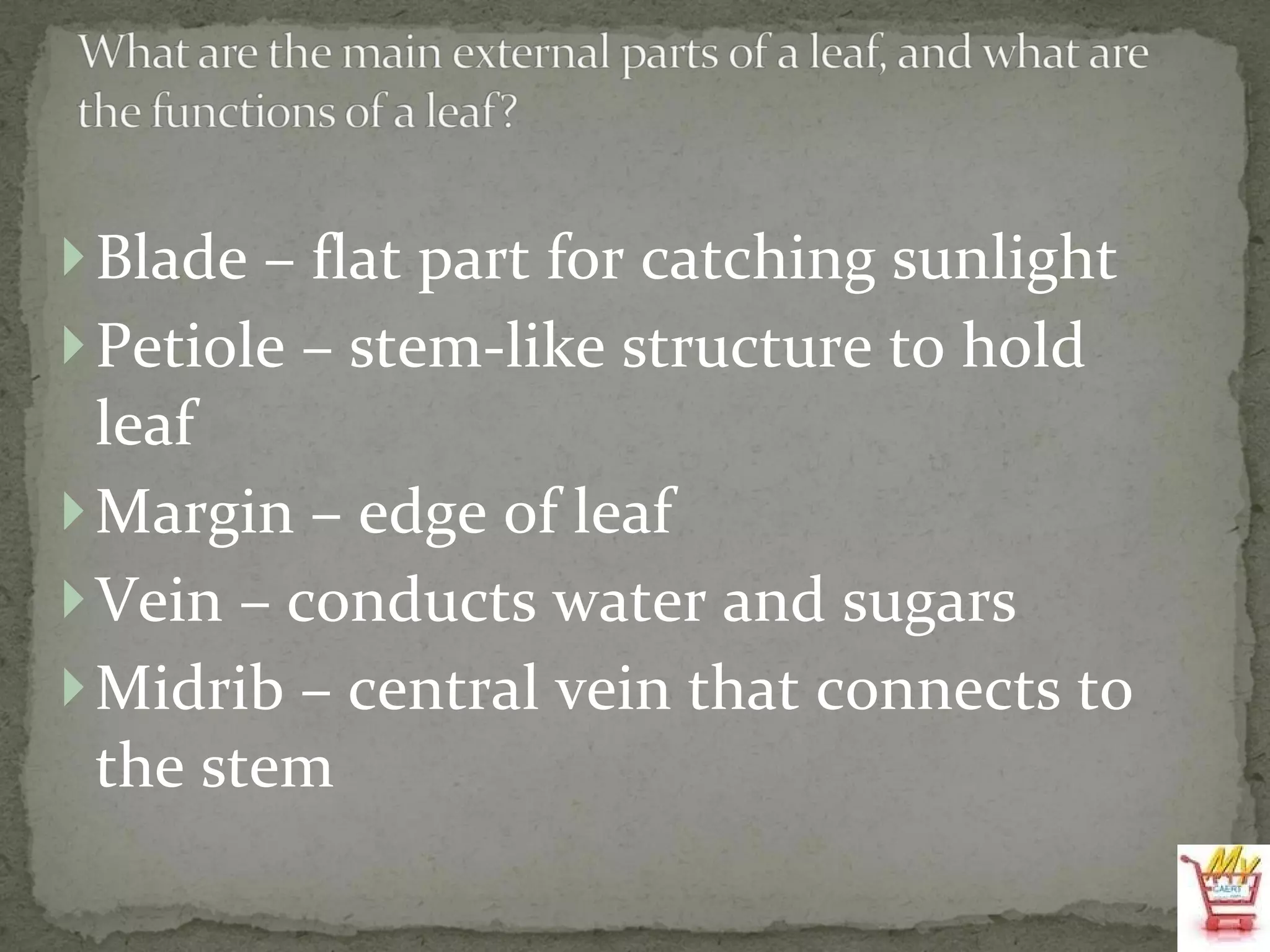 Blade – flat part for catching sunlight Petiole – stem-like structure to hold leaf Margin – edge of leaf Vein – conducts water and sugars Midrib – central vein that connects to the stem 
