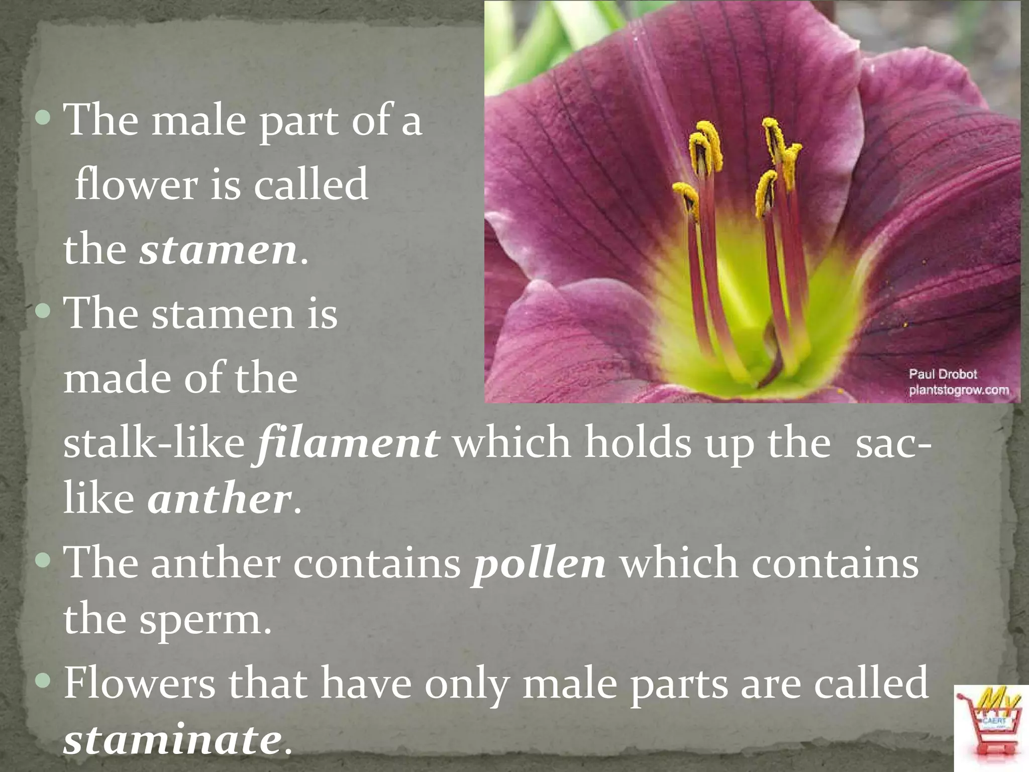 The male part of a   flower is called  the  stamen . The stamen is  made of the  stalk-like  filament  which holds up the  sac-like  anther . The anther contains  pollen  which contains the sperm. Flowers that have only male parts are called  staminate . 