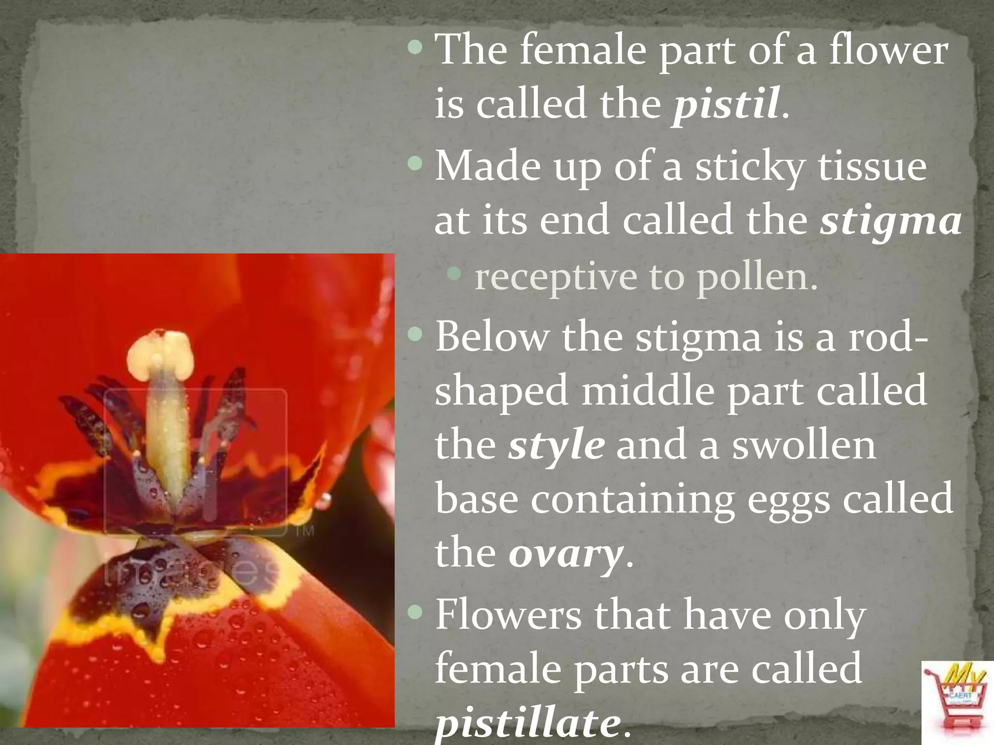 The female part of a flower is called the  pistil . Made up of a sticky tissue at its end called the  stigma receptive to pollen. Below the stigma is a rod-shaped middle part called the  style  and a swollen base containing eggs called the  ovary .  Flowers that have only female parts are called  pistillate . 