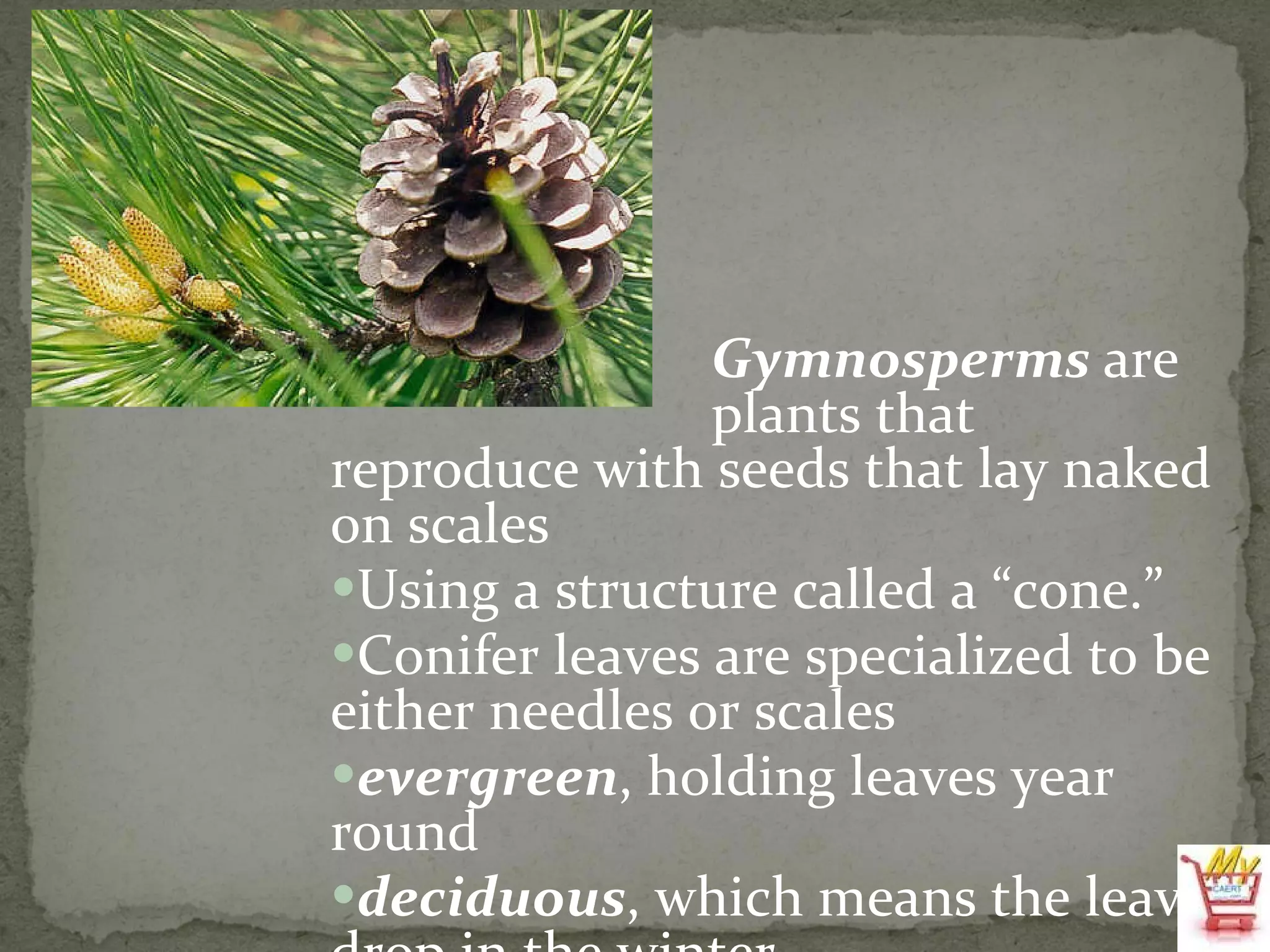 Gymnosperms  are  plants that reproduce with seeds that lay naked on scales Using a structure called a “cone.”  Conifer leaves are specialized to be either needles or scales evergreen , holding leaves year round deciduous , which means the leaves drop in the winter 