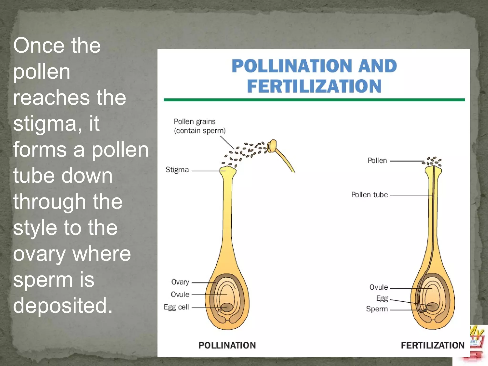 Once the pollen reaches the stigma, it forms a pollen tube down through the style to the ovary where sperm is deposited. 