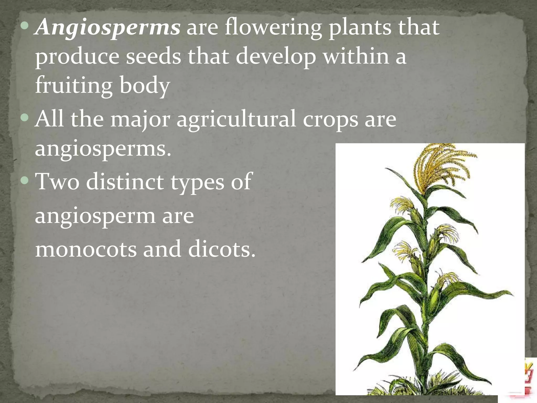 Angiosperms  are flowering plants that produce seeds that develop within a fruiting body All the major agricultural crops are angiosperms.  Two distinct types of  angiosperm are  monocots and dicots.   